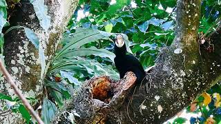 Narcondam Hornbill | Andaman Islands | Extinct Volcanic Island