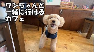 【犬同伴OKのカフェ】自分がデカプーであることを改めて実感する大きいトイプードル【トイプードルのロアくん】【toypoodle】
