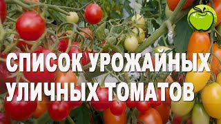 МЫ ДОКАЗАЛИ, ПОМИДОРЫ В ОТКРЫТОМ ГРУНТЕ ДАЮТ СУПЕР УРОЖАЙ, даже в ЗОНЕ РИСКА. Девять лучших томатов