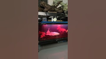 cách đánh thuốc tím cho hồ cá koi an toàn và  thuốc tím kmno4 có tác dụng gì? #arikoi #thuoctimKMnO4