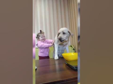 Пес-лабрадор, сіє задор!Beautiful ️ moment #cute #love #funny #babies # ...