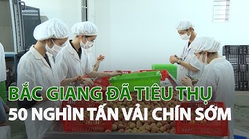 Bắc Giang đã tiêu thụ 50 nghìn tấn vải chín sớm| VTC14
