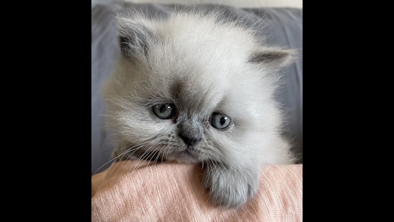 Persian kittens YouTube