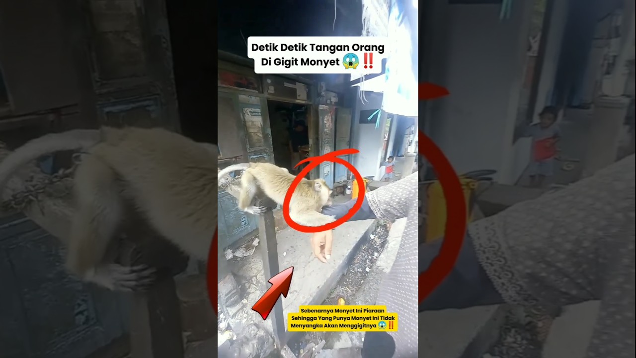 monyet gigit orang 😱‼️