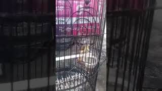 Perbedaan Tungkir Jantan Dan Betinashortsrumah Kicau Chanel