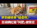 胖到被檢舉「疑虐待」 澎湖網紅貓「阿肥」被禁足