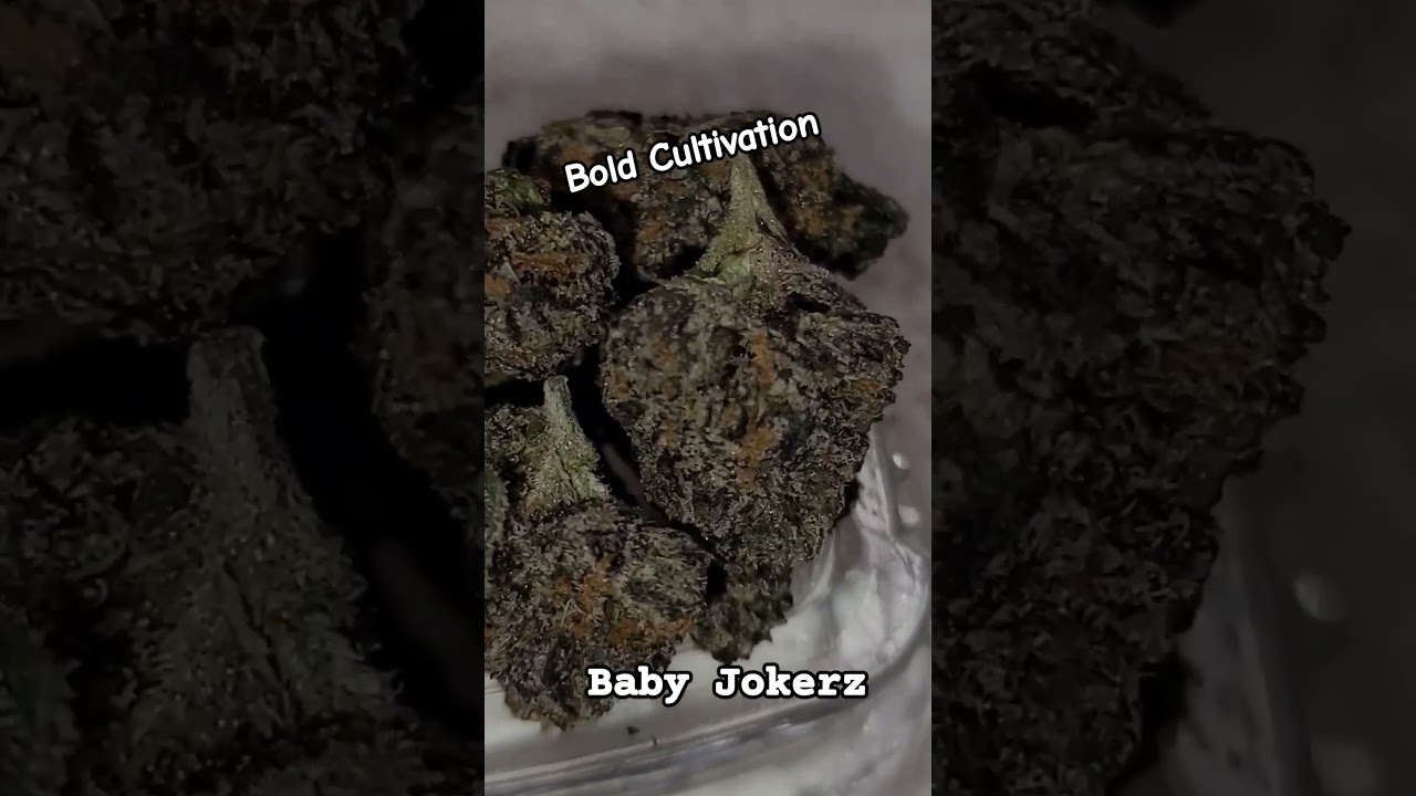 Bold Cultivation (Baby Jokerz) Delta West Memphis, Ar MMJ 