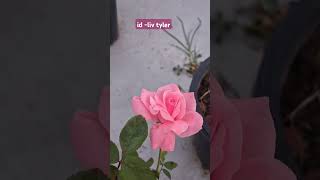 Beautiful Baby Pink Rose Liv Tyler