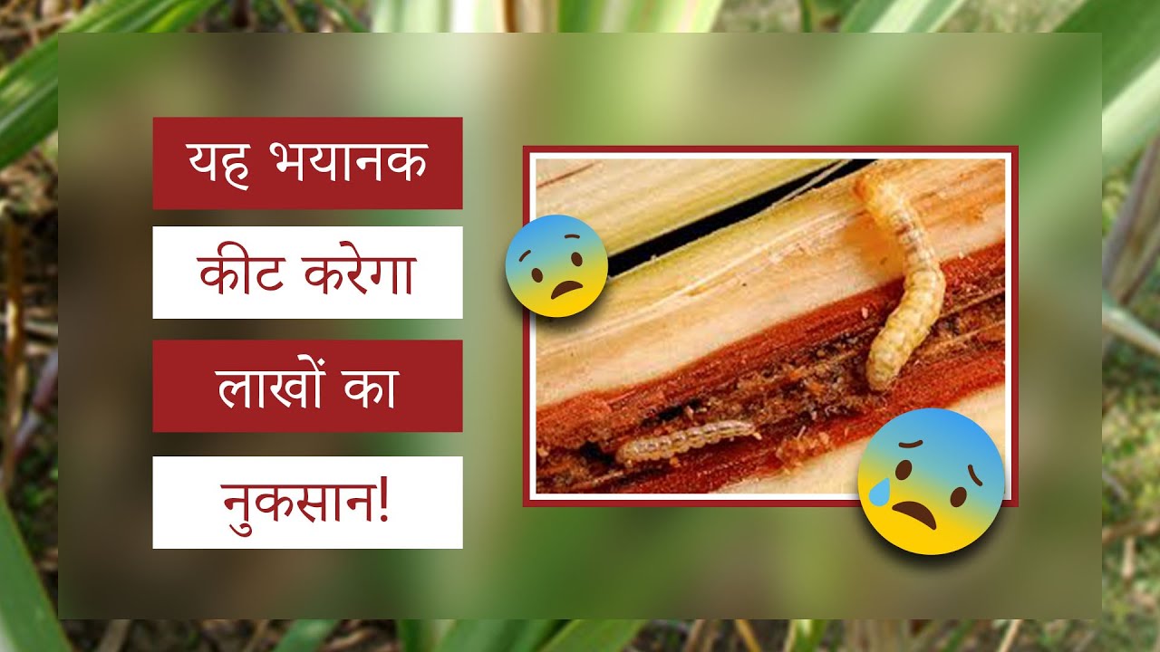 गन्ने में अगेती तना बेधक की रोकथाम! (Control Of Early Shoot Borer In