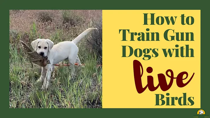 Easy Retriever Training with Live Birds