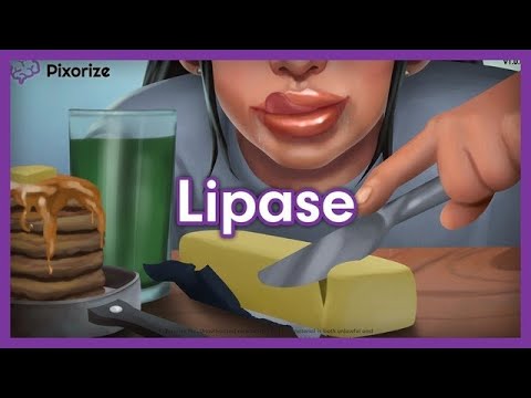 Video: Lipase - Beskrivelse, Norm, Blodprøve