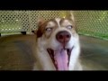 &quot; a Husky who has a few things he&#39;d like to say &quot;