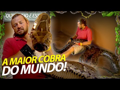 Vídeo: A píton reticulada é a maior cobra do mundo