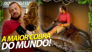 PÍTON RETICULADA, A MAIOR COBRA DO MUNDO! | RICHARD RASMUSSEN