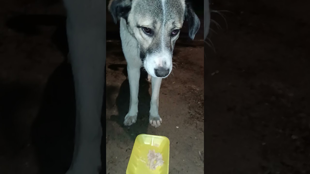 Кормление кошечек и собаки.