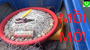 67  Giăng Câu Cá Tra Mồi Mới - Mồi Cơm - Cá Tra l Đất Phương Nam