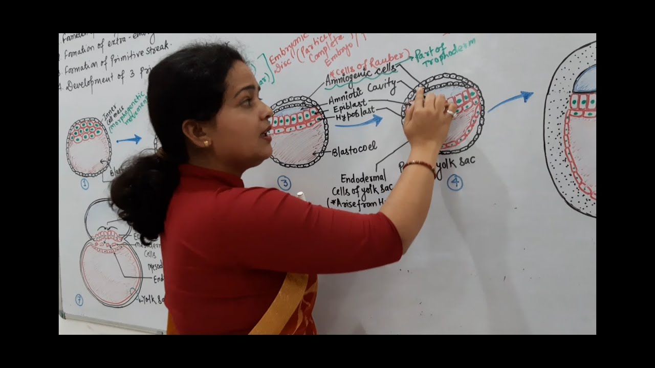 Gastrulation | Chorion | Amnion | Allantois | yolksac | Bio.Point | SHEETAL MISHRA | NEET | AIIMS |