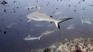 Crazy Shark Dive | A Divers Tribute | Rasdhoo, Maldives. (Sail by Awolnation)