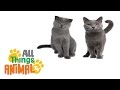 * CATS * | Animals For Kids | All Things Animal TV