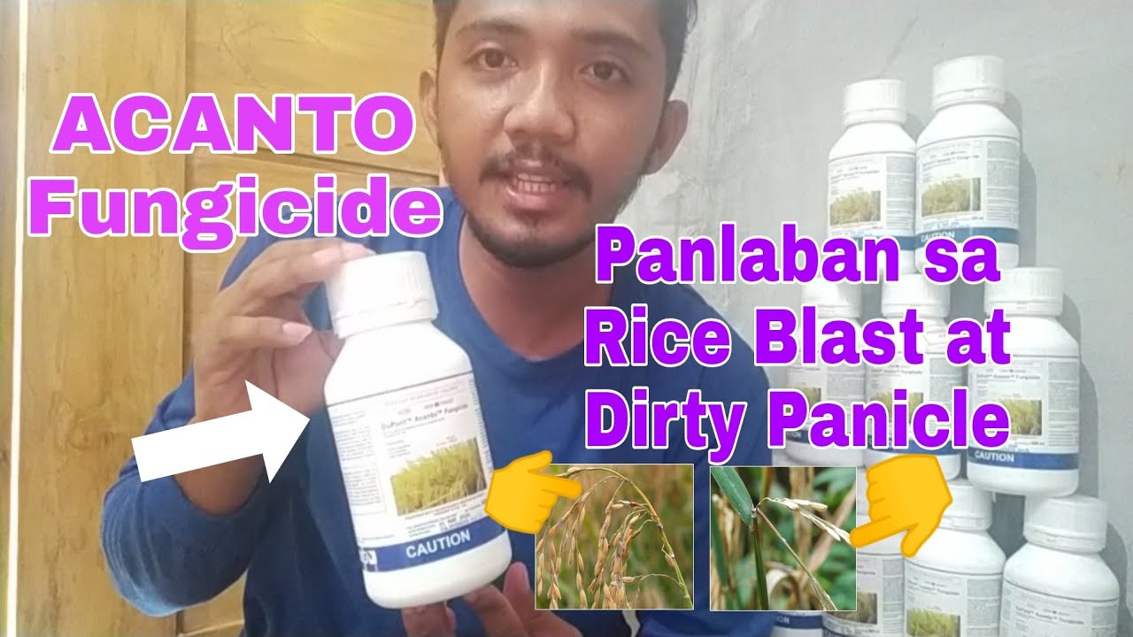 ACANTO Fungicide 250SC | Bagong Lason Para makontrol ang Neck Rot/Blast ...