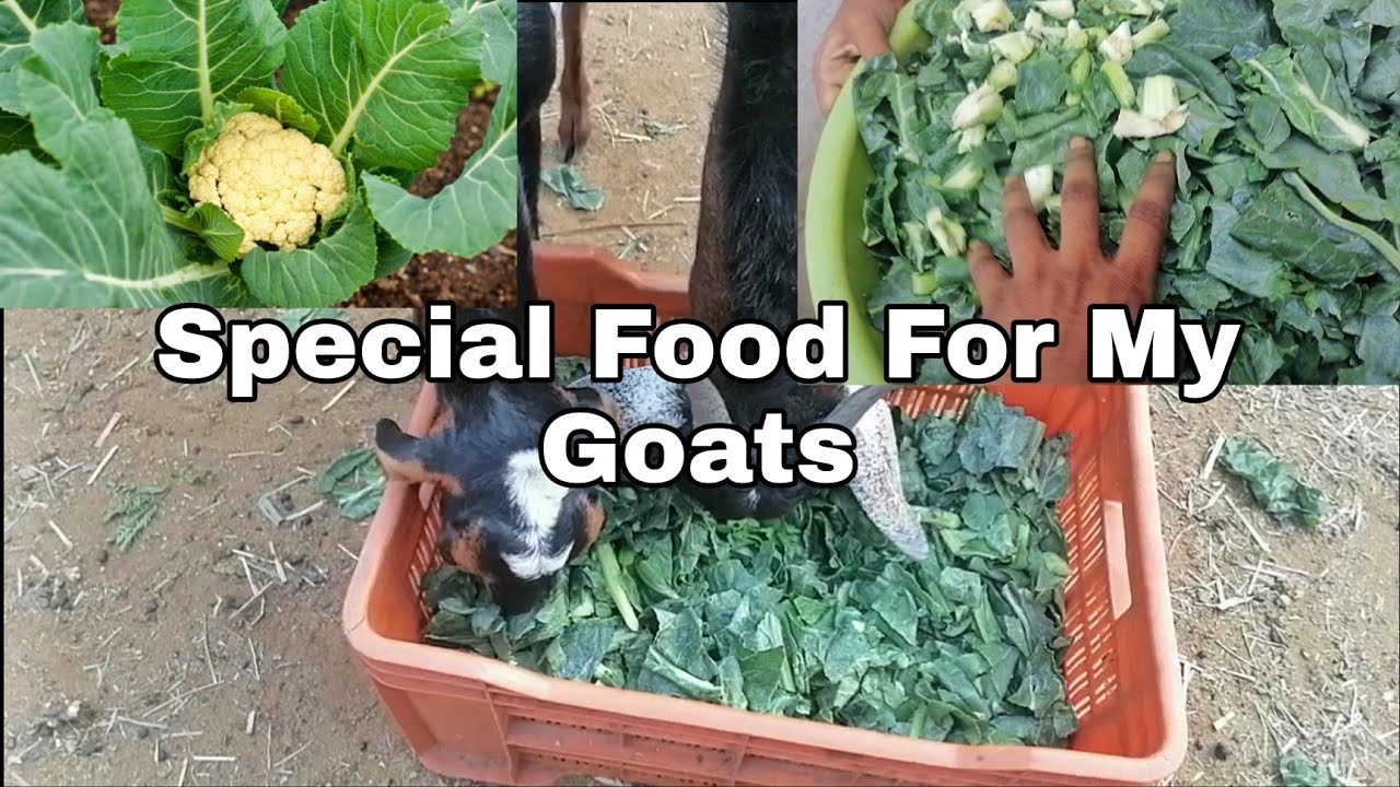 cauliflower leaves Special Food for my goats.... my Farms YouTube