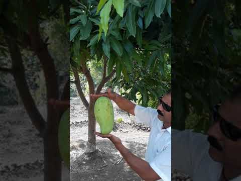 photo Noorjahan Mango Plant noorjahan mango tree a biggest mango