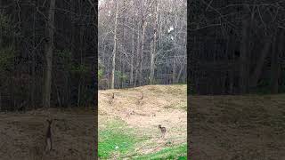 #deerfield #nature #deer #deerrun #lifeisbutadream