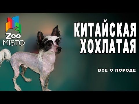 Китайская хохлатая - Все о породе