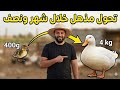 تربية البط من الأفراخ حتى البيع مشروع تسمين كامل