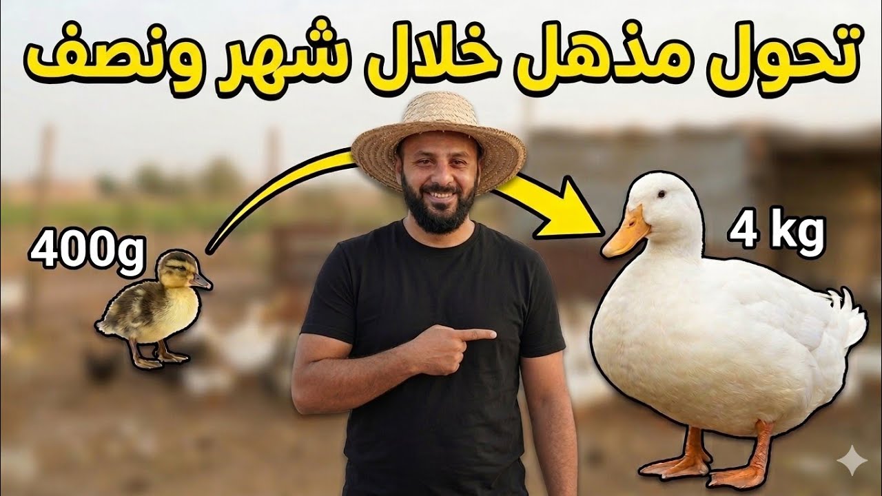 مشروع تربية البط.. تطوير حوض سباحة للبط!