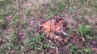 How to Remove a Tree Stump without Drilling, Burning or Grinding