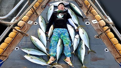 물고기 너무 많이 잡혀서 죽을뻔.. 세상에 이런일이 ! 부시리/방어 goldstriped amberjack / yellowtail fishing