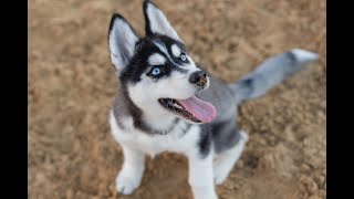 Download Lagu Try Make Your Dog Bark - 7 Dog Breeds Barking Sound Effects  🐕 MP3