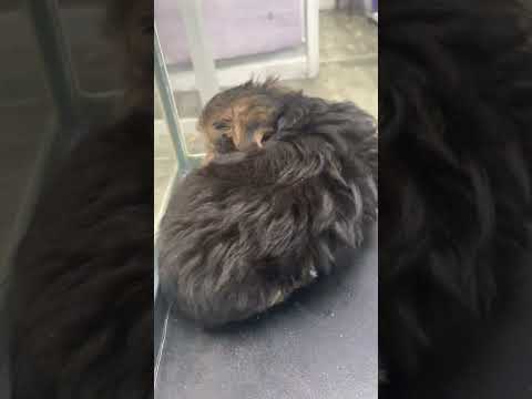 Morkie #5714, Male, Aventura