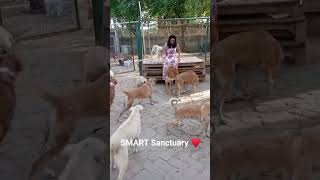 💙🐾 #volunteer with #smartsanctuary #rescuedogs #vlog #shelter #love #animals #greaternoida 🐕✌️