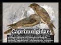 What is Caprimulgidae? | How to Say Caprimulgidae in English? | How Does Caprimulgidae Look?