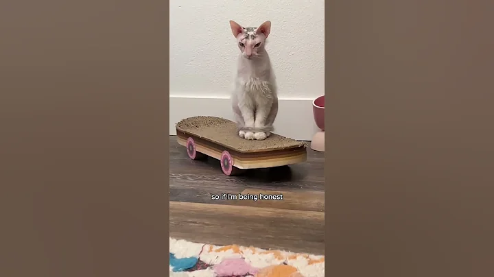Leela Hates Marshall 🥺 #sphynx #cats #pets #kitten #shorts - DayDayNews