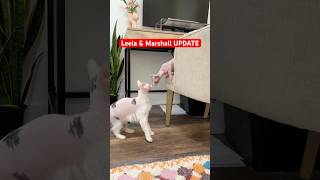 Leela Hates Marshall  #sphynx #cats #pets #kitten #shorts