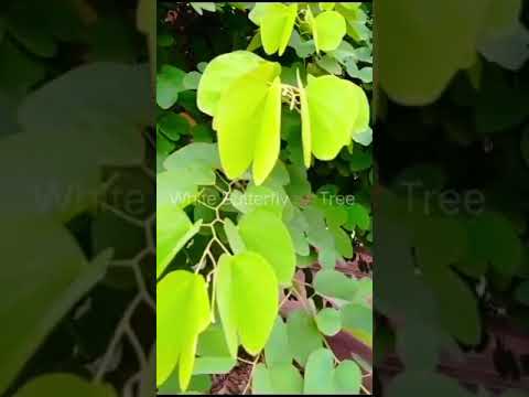 Bauhinia Racemosa l
