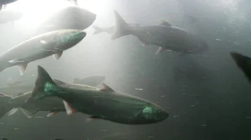 Où se pêche le saumon du Pacifique ? Où se pêche le saumon du Pacifique ?