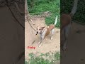 cute Pinky #doggy#dog lover