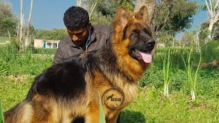 Dog breed - German shepherd long hair stud BDB -  8302451010/8005931945 by BDB Brother's Dog Bazaar 154 views 3 years ago 1 minute, 26 seconds