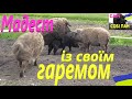 КНУР із своїм гаремом #СамСобіПан