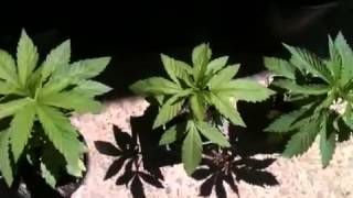 The three pheno's