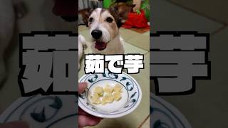 【ウマウマ～!?】オヤツに茹でたお芋を食べたジャックラッセルテリア #shorts  #ジャックラッセルテリア #犬