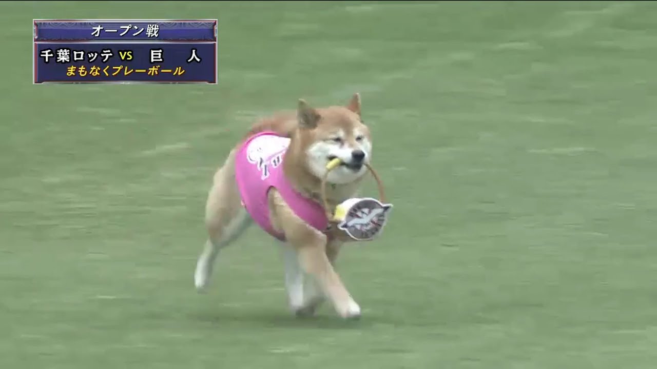 始球式】今年もキッチリお仕事完了!! ベースボール犬・わさびが登場 
