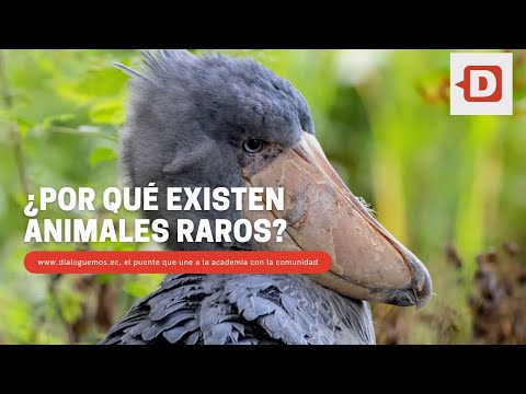 ¿Por qué existen animales raros?