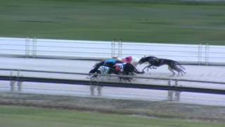 Albion-Park-08112015-Race-4