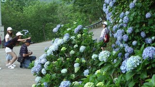 2018南庄‧高山青農場繡球花盛開的季節 