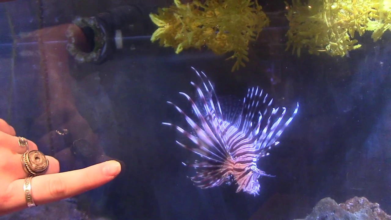 red lionfish youtube
